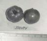 Click for 1 image(s) for this accession. FRUIT